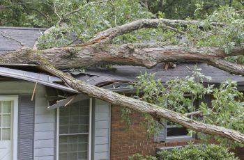 Navigating a Fallen Tree on Your Roof