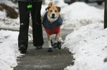 Too Cold for a Long Dog Walk?