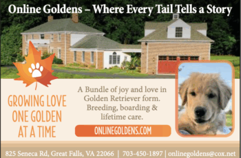 Golden Hearts in Great Falls