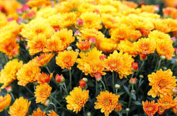 Tips from the Garden